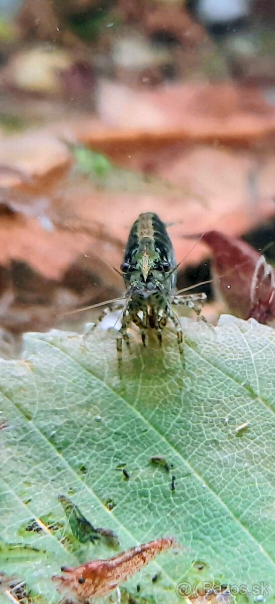 Rastliny aj Krevetky - 5