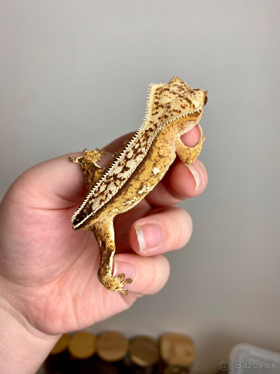 Pagekon riasnaty, gekon HĽADÁ NOVÝ DOMOV - 5