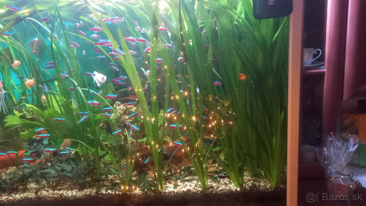 Echinodorus a Vallisneria - 5