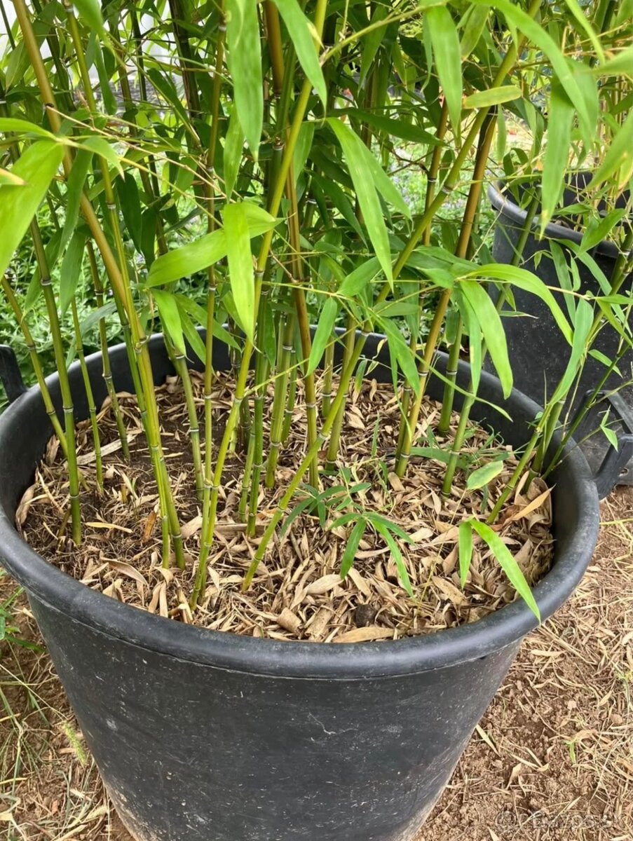 Bambus Phyllostachys–Rýchlorastúci živý plot / zelená stena - 5