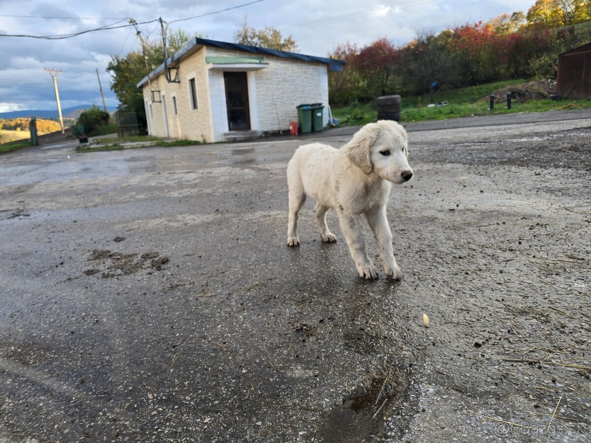 SAO stredoazijsky ovciarsky pes - 5