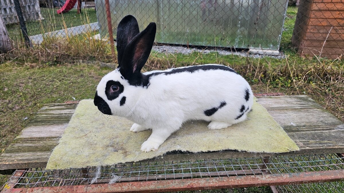 Nemecky obrovity strakac cierny - 5