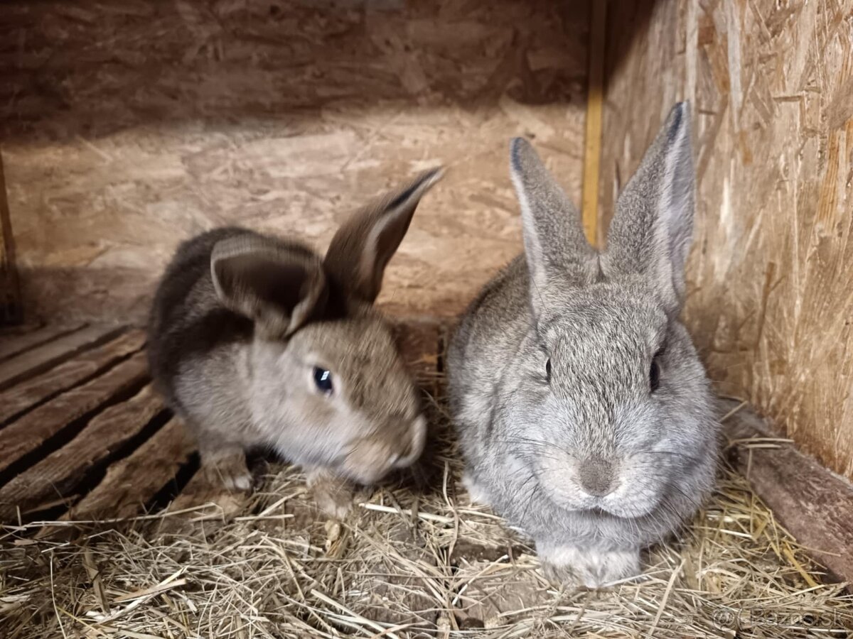 Králiky, zajace - 5