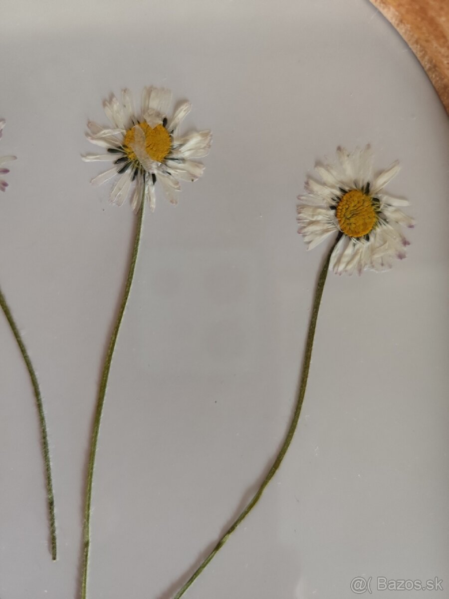 Sušené kvietky v obrazkoch - 5