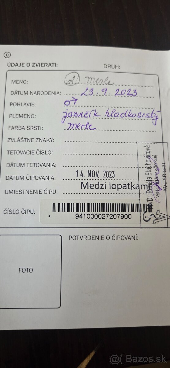 Jazvečík krátkosrtstý - 5