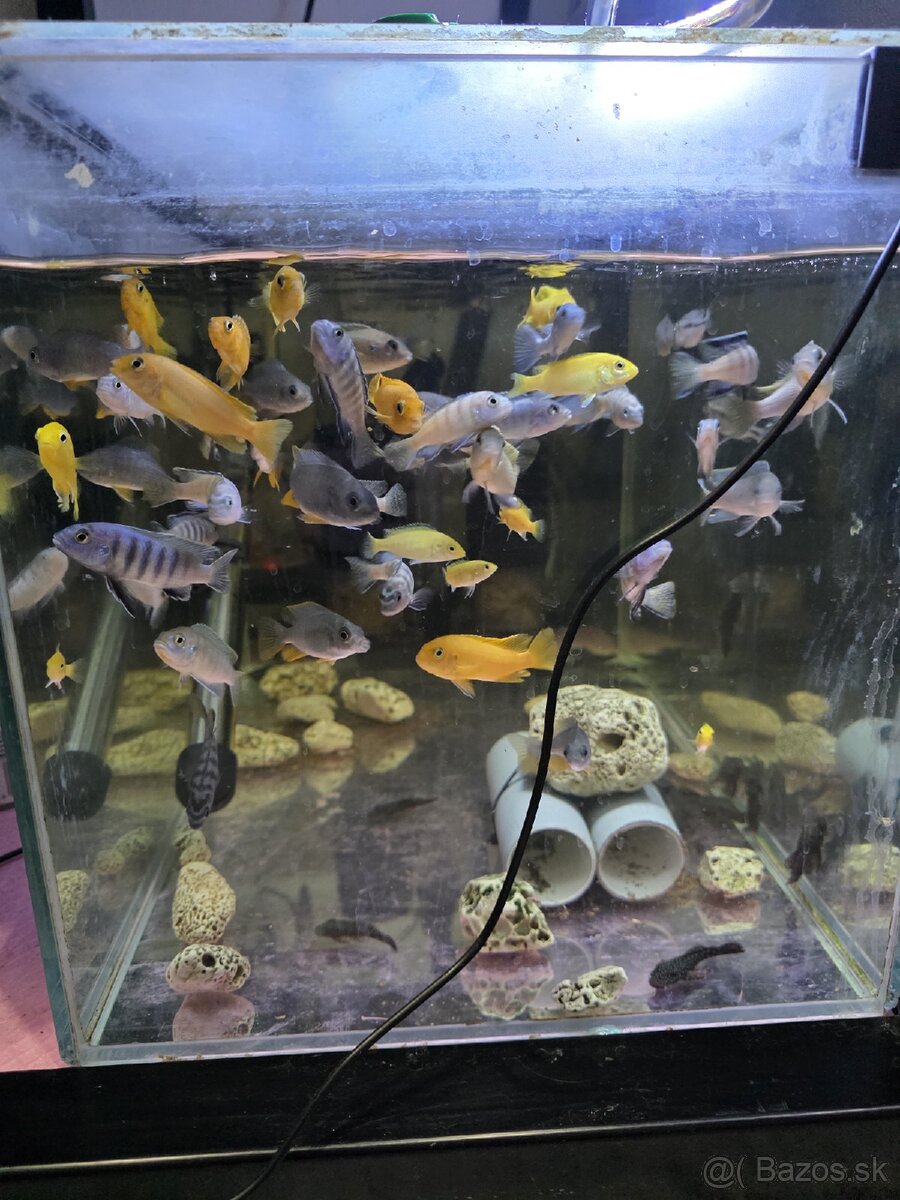 Africké cichlidy - 5