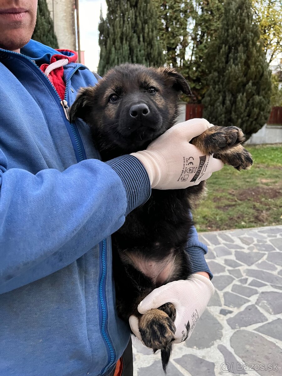 Nemecký ovčiak - 5