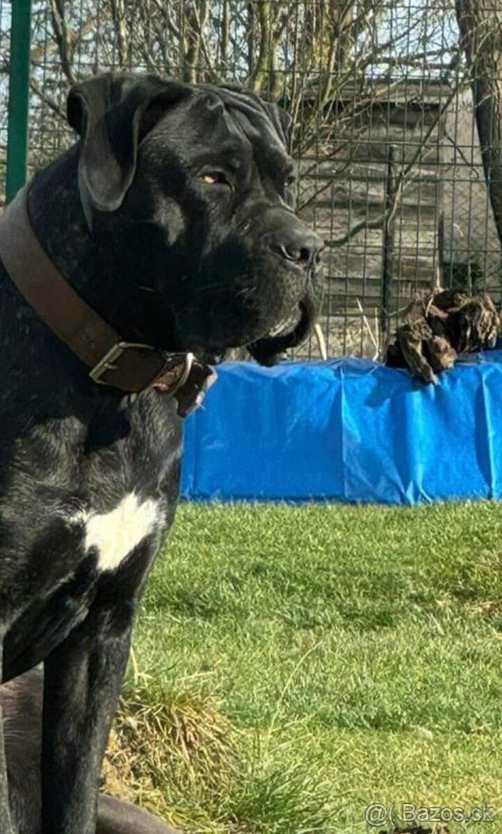 Cane Corso s PP FCI - 5