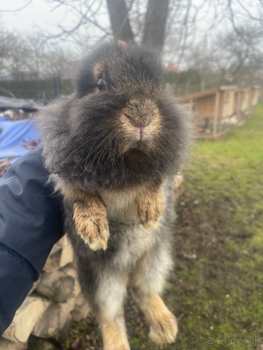 Zakrslý králik s Teddy génom - 5