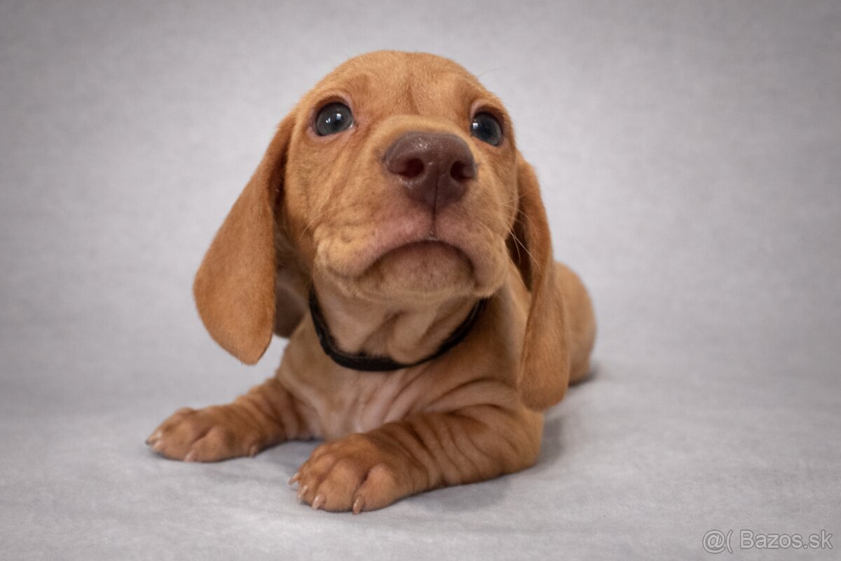 Jazvečík trpasličí hladkosrstý - 5