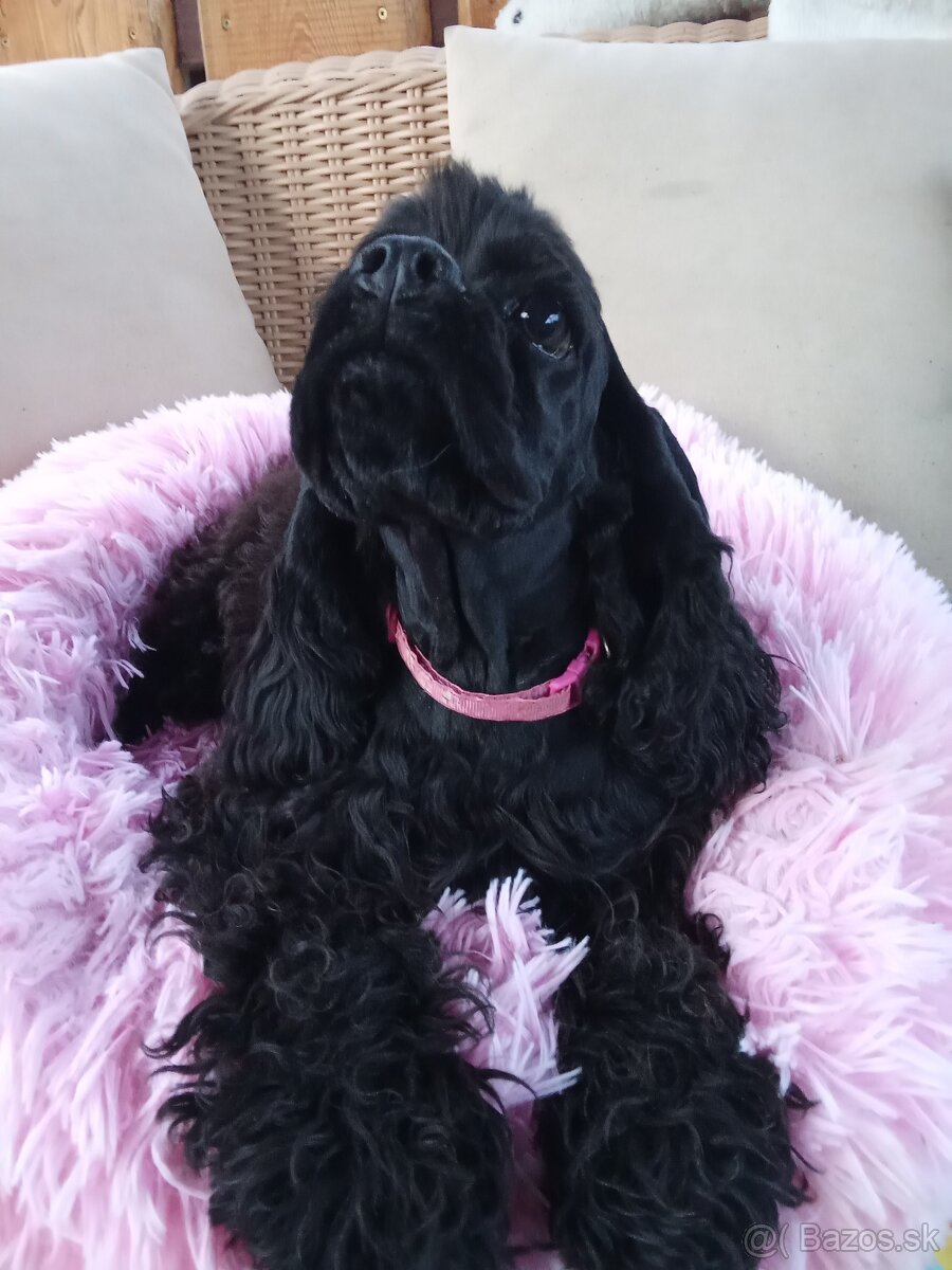 Americký kokeršpaniel/s pp - 5