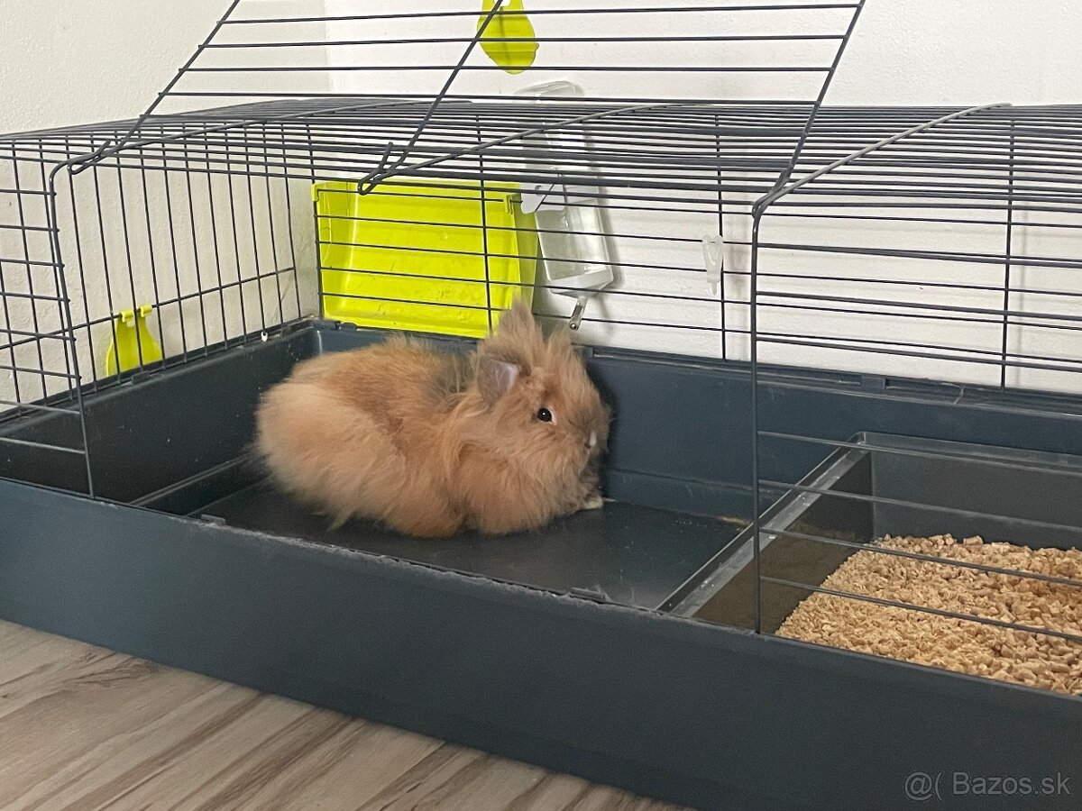 Zakrslý králik - 5