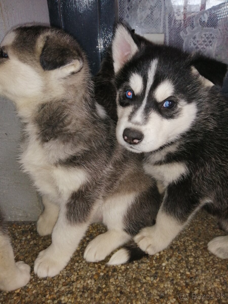 Sibirsky húsky - 5