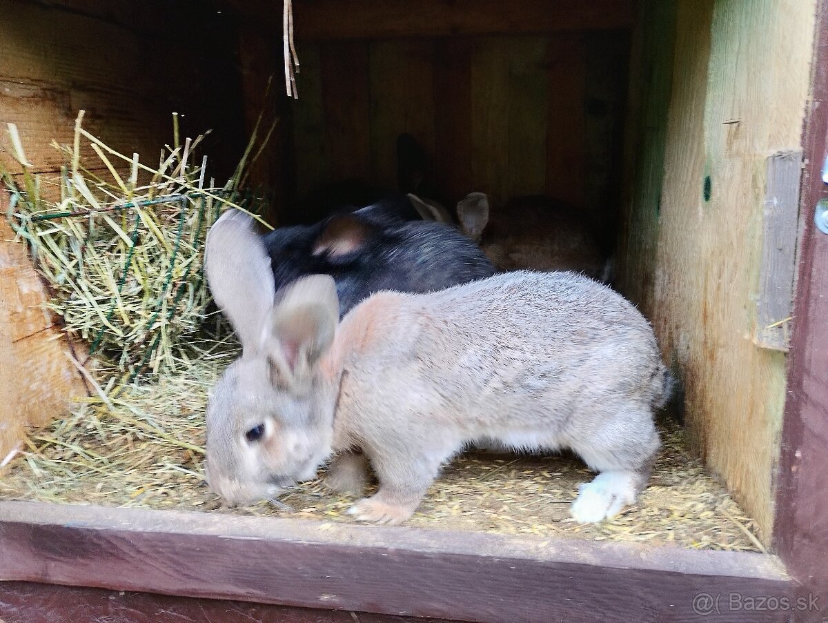 Belgický obor a Nos - 5
