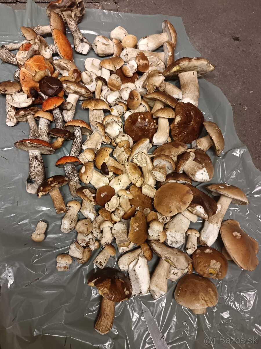 Hríby dubáky a kozáky - 5