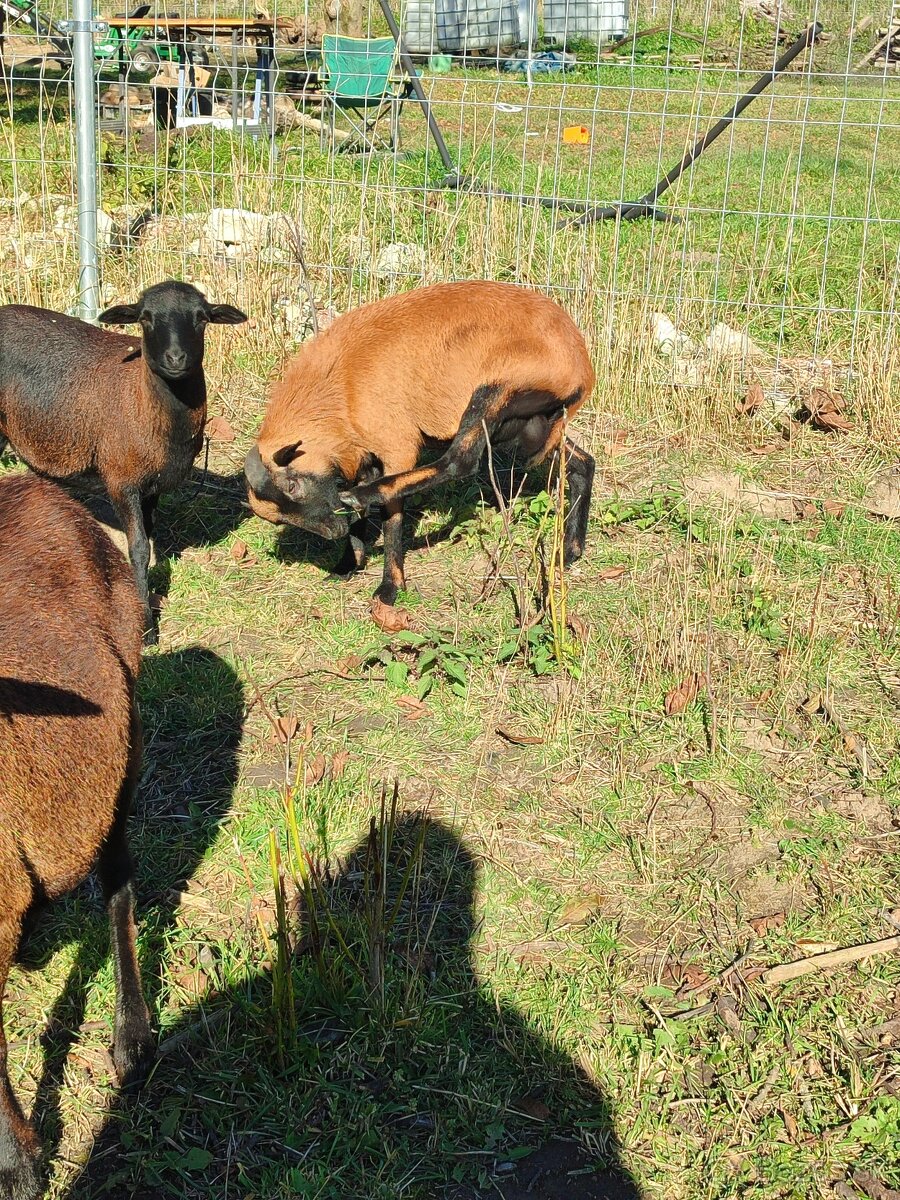 Baran kamerunský - 5