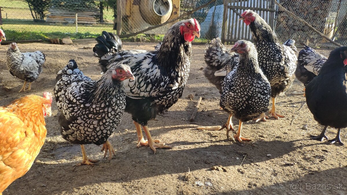 Wyandotky kohúty - 5