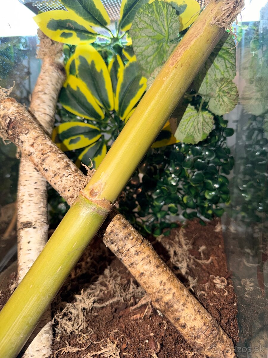 Pagekon riasnatý + Terárium - 5