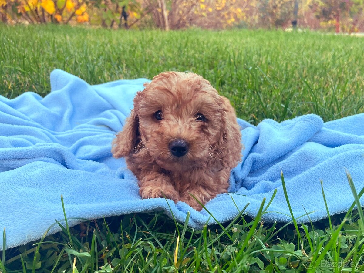 Pudel / pudlík - trpaslíči, šteniatka chlapci - 5