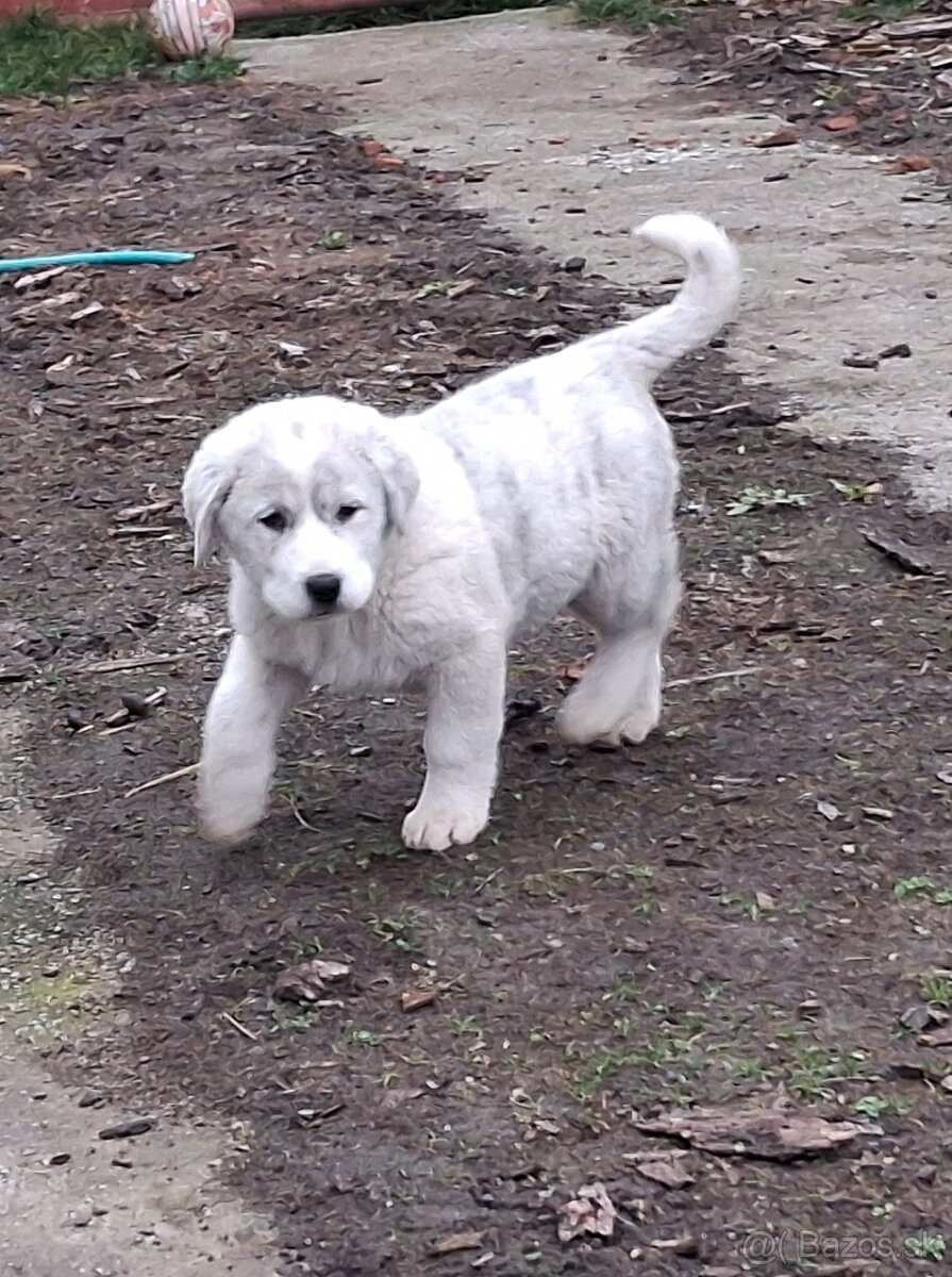 Stredoazijsky ovciak - 5