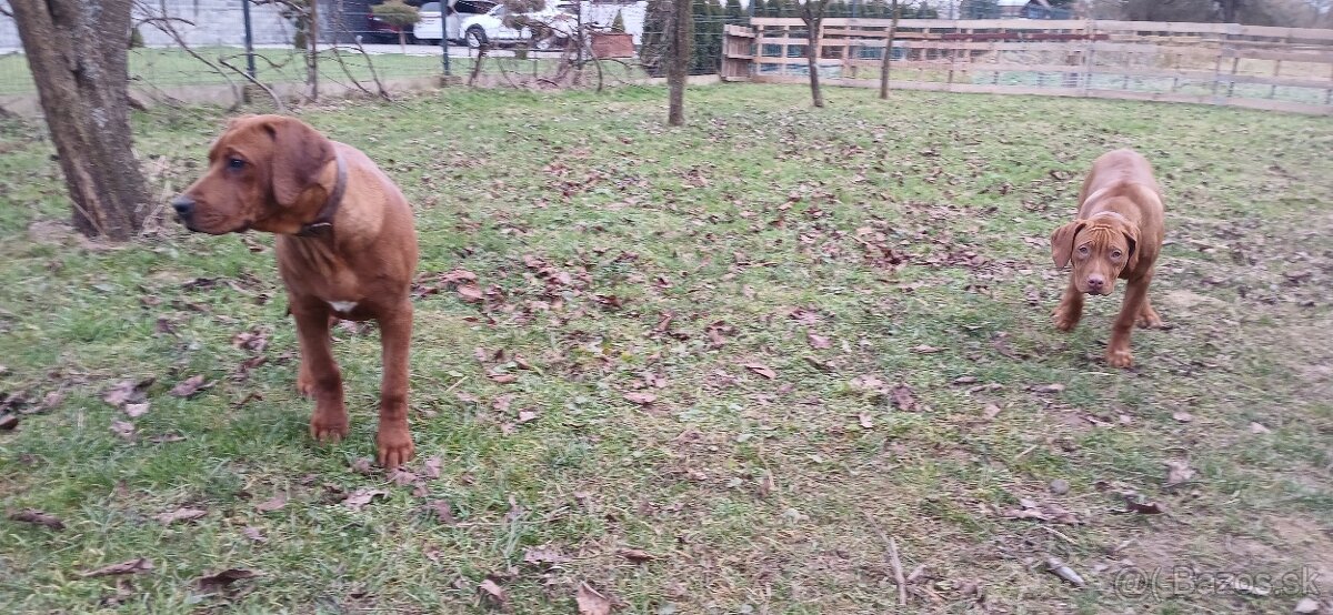 Rhodesian Ridgeback - 5