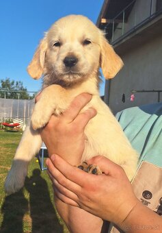 Zlatý retriever - 5