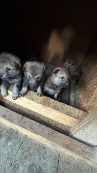 Šteniatka- Československý vlčiak - 5