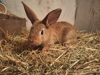 Predávam zakrslé králiky - 5