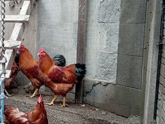 Kohút Hempšír - 5