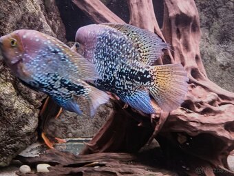 Vieja synspila blue spotted - 5