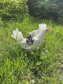 Vysokoznáškové nosnice -mládky - 5