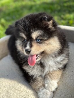 Pomsky / Pomeranian / Husky - 5