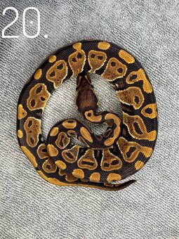 Predám nádherne mladé Python Regius 2024 - 5