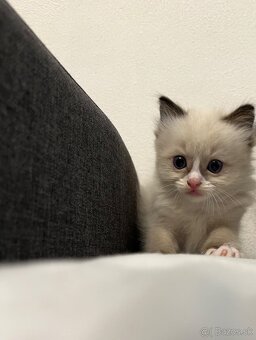 Ragdoll mačiatka - 5