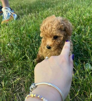 Pudel Pudlik mini toy ❣️ - 5