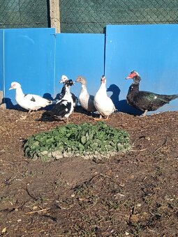 čínske kačice - 5