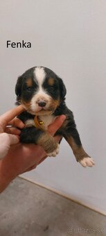 Bernský salašnícky pes- šteniatka - 5