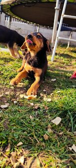 Darujem šteniatka - 5