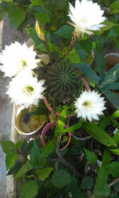 Kvety kaktus sukulent 01 - 5