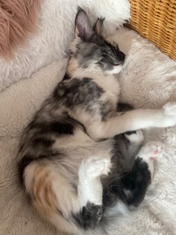 Mainská mývalia , Maine Coon , MCO s PP - 5