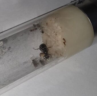 Mravce Formica Fusca - 5