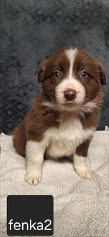 Border Kolia šteniatka - 5