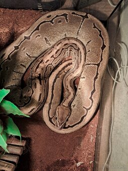 Python regius - pinstripe - 5