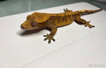 Pagekon riasnaty - 5