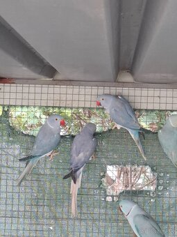 Alexander maly hch - 5