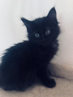 Maine Coon (Mainská myvalia) - 5