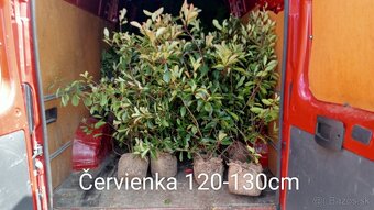 Tuja Smaragd, vavrínovec, červienka - Ružomberok - 5