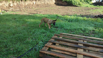 Belgický Malinois - 5