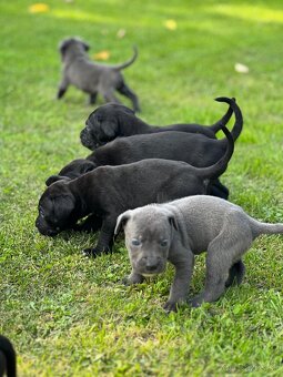 Šteniatka Cane Corso - 5