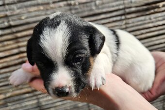 Jack Russell - 5
